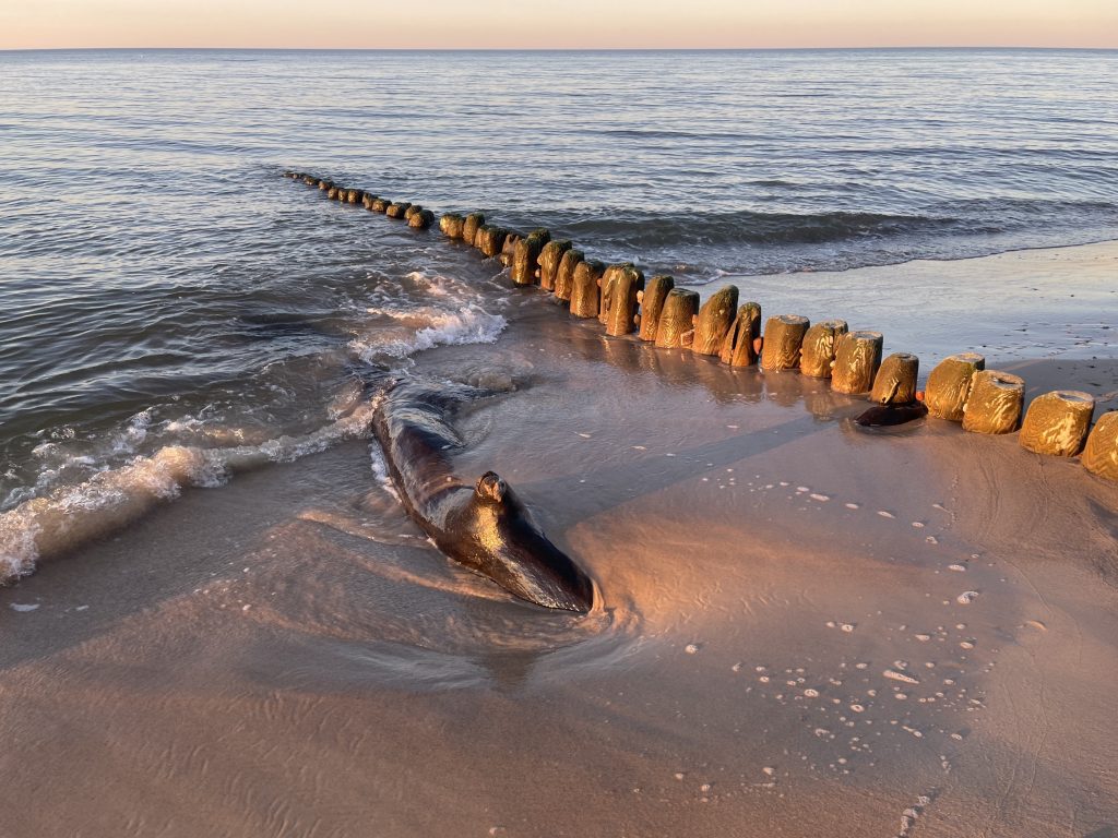 Read more about the article Gąski – komfortowe apartamenty nad Bałtykiem