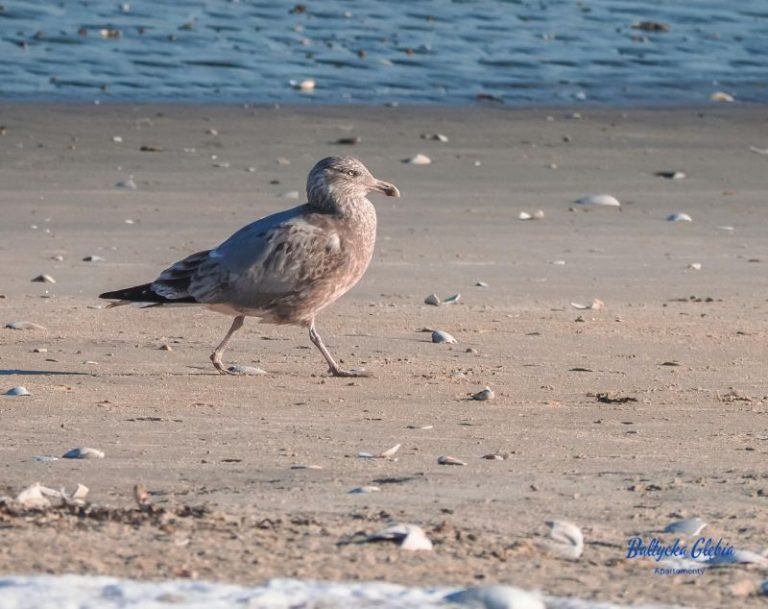 Read more about the article Dlaczego coraz więcej osób wybiera kameralne pensjonaty zamiast dużych hoteli nad Bałtykiem