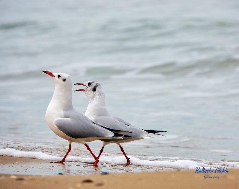 You are currently viewing Ptaki spotykane na polskich plażach